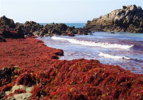 Las suecas que revolucionaron las playas españolas